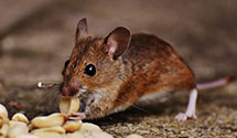 24 Hour & Emergency Exterminators in Hillsdale, WI